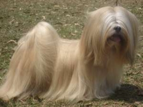 Lhasa apso - filhos de campeões