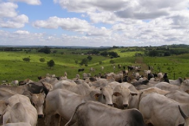 Foto 5 - Fazenda de gado bocaiuva norte de minas gerais