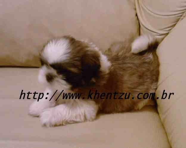Shih tzu rio de janeiro