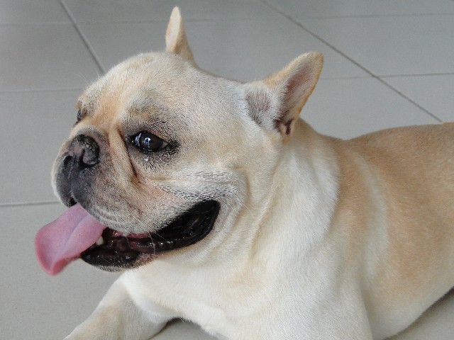 Foto 1 - Bulldog Francs creme