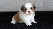 Foto 1 - Anncio 45-317693