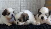 Foto 2 - Anncio 45-317693