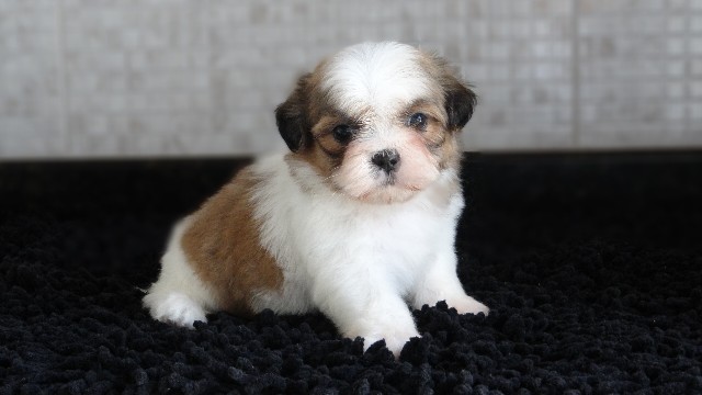 Foto 1 - Shih tzu recife copa