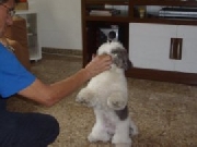 Love Dogs Adestramento Rio - Adestrador de Cães