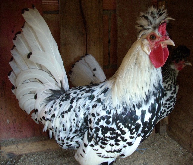 Foto 1 - Vendo ovos de galinhas ornamentaiss