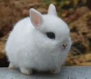 mini coelho em brasilia ssv coelhos
