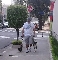 Dogwalker - passeador de cães - Tatuapé