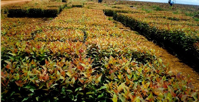 Foto 1 - Mudas de eucaliptos em promoção Vimac
